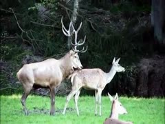 In this zoo fetish film, a huge dear mounts a doe and hammers the beast from behind.